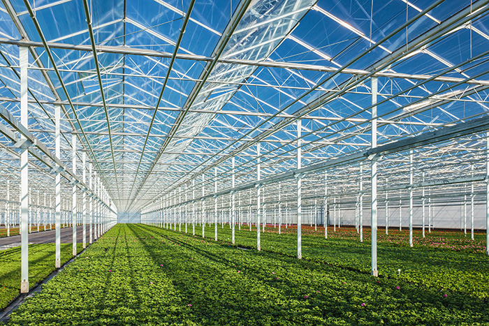 SEED PRODUCTION GREENHOUSE. Ministry of Agriculture, Ecuador