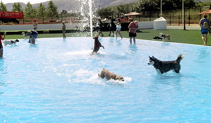 SYSTÈME DE FILTRATION PISCINE POUR CHIENS. Ondara, Alicante